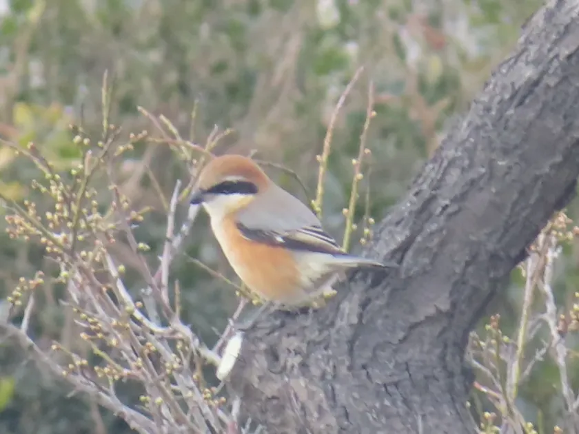 Bull-headed shrike