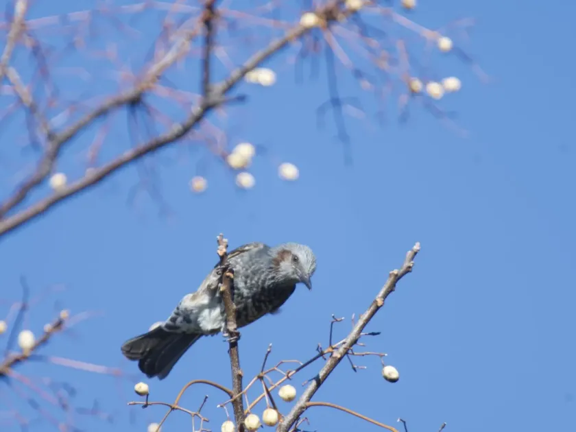 Brown-eared bulbul