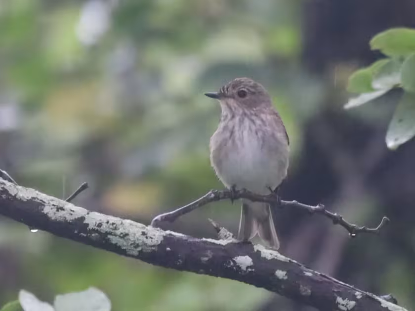 Spotted flycatcher