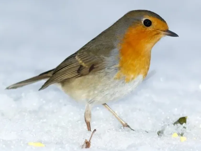 European robin