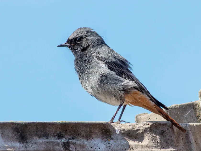 Redstart