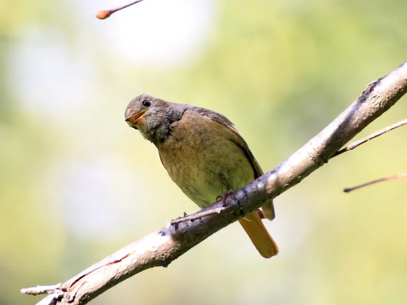 Daurian redstart