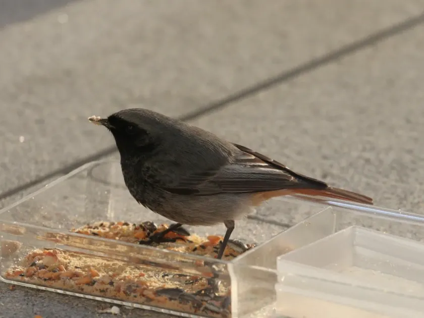 Black redstart