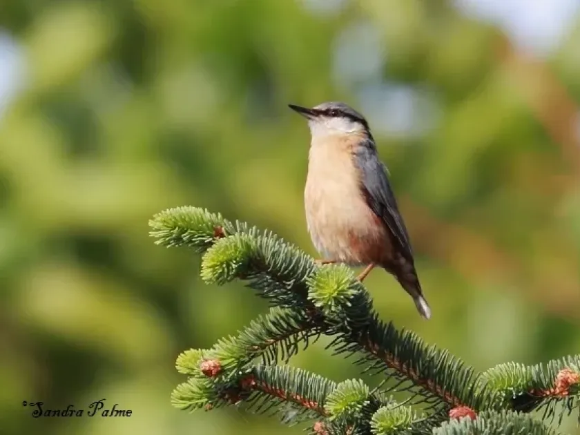 Nuthatch