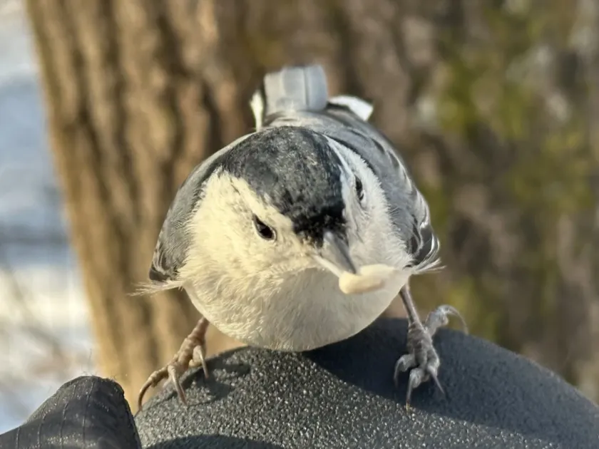 White-breasted nuthatch