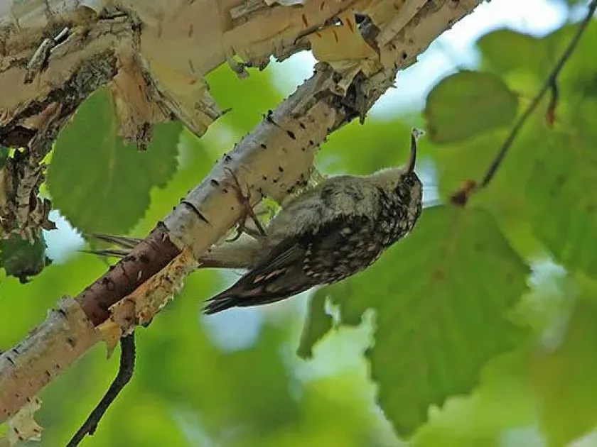 Eurasian treecreeper