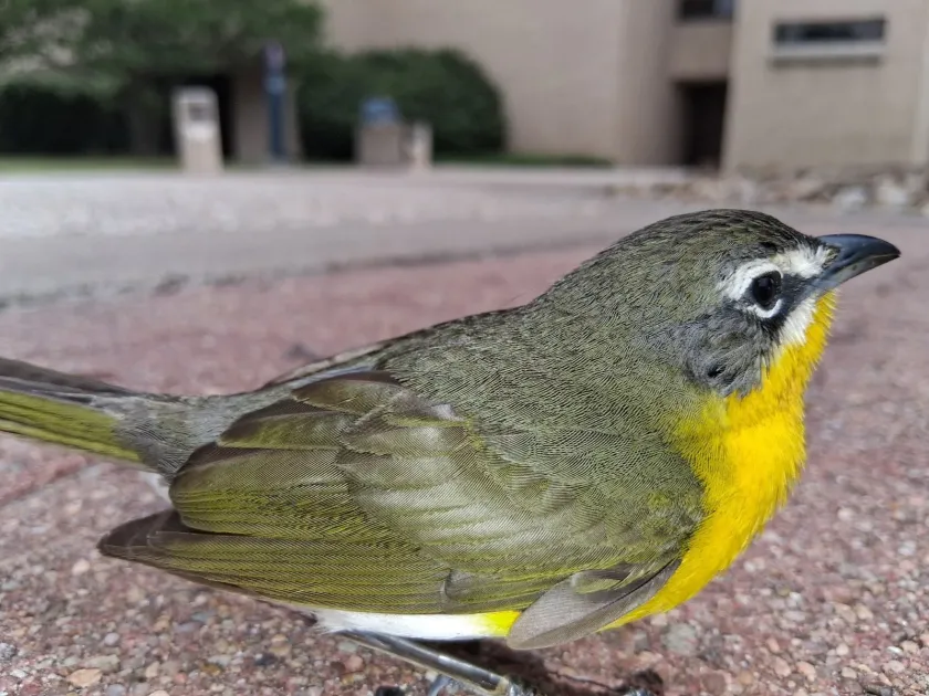 Yellow-breasted Chat