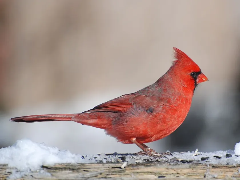 Northern Cardinal