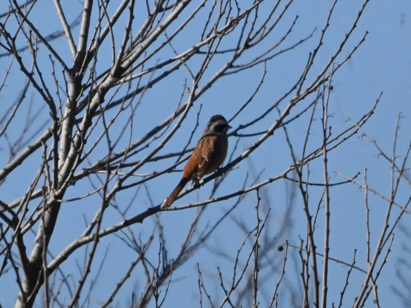 Meadow Bunting