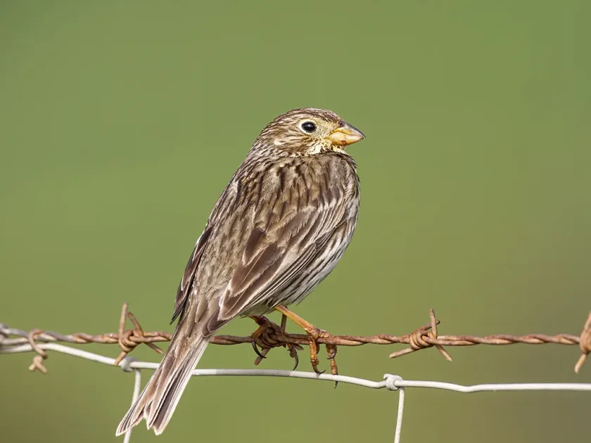 Corn bunting