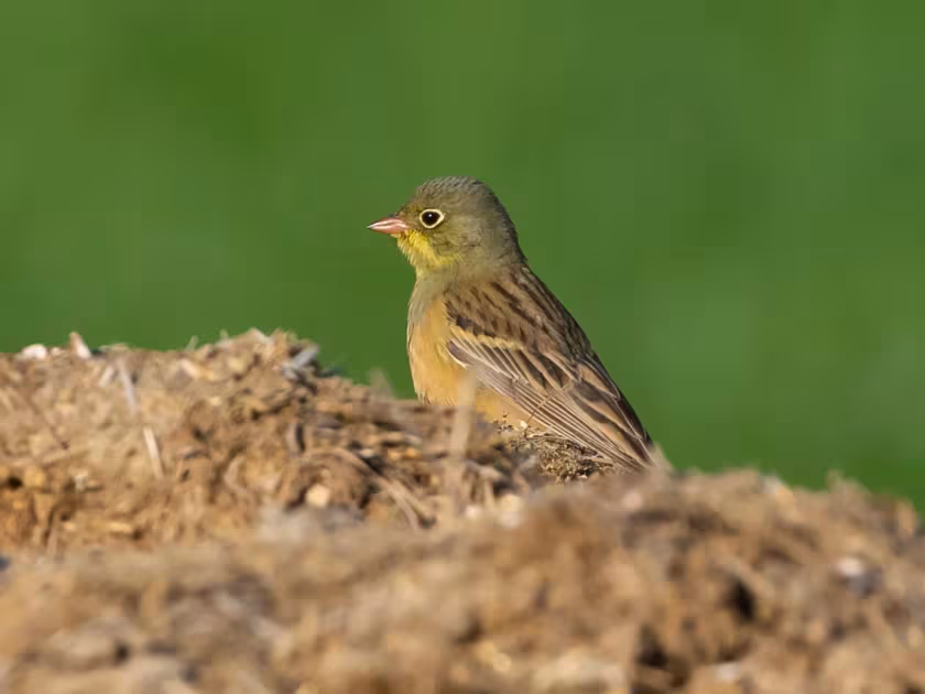Ortolan bunting