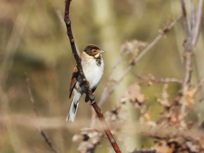 Common reed bunting