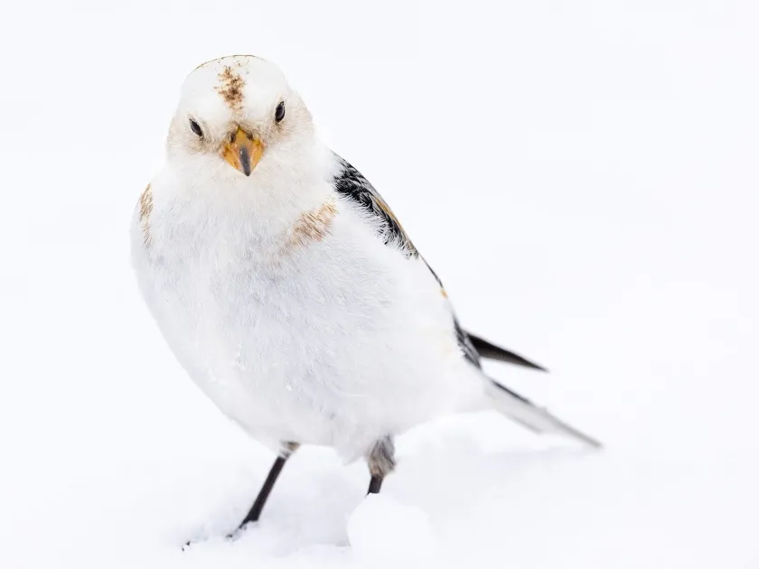 Snow bunting