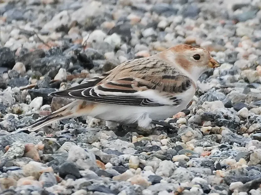 Snow bunting