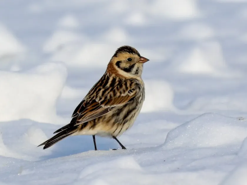 Lapland longspur