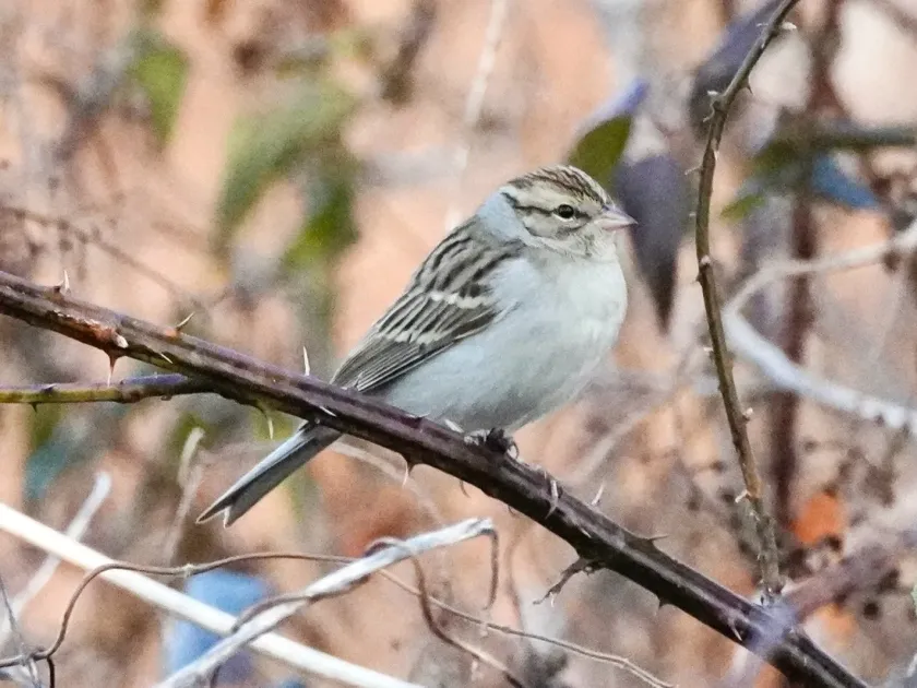 Chipping sparrow