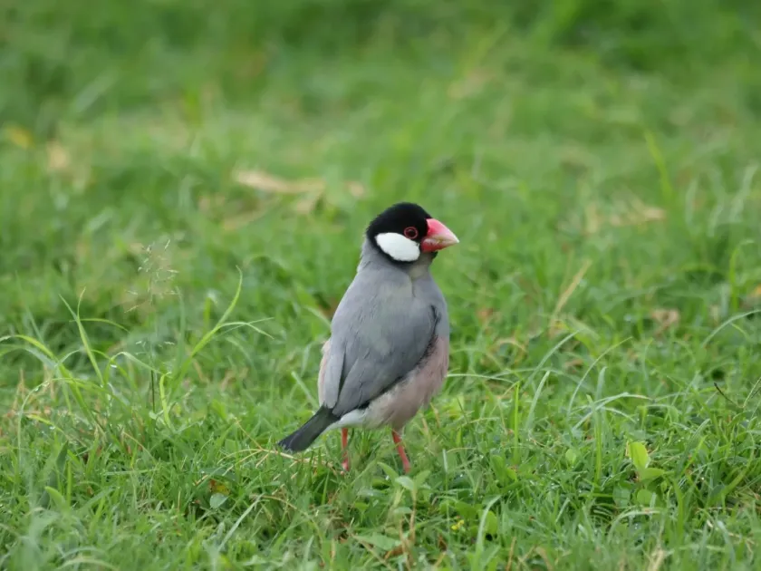 Java sparrow