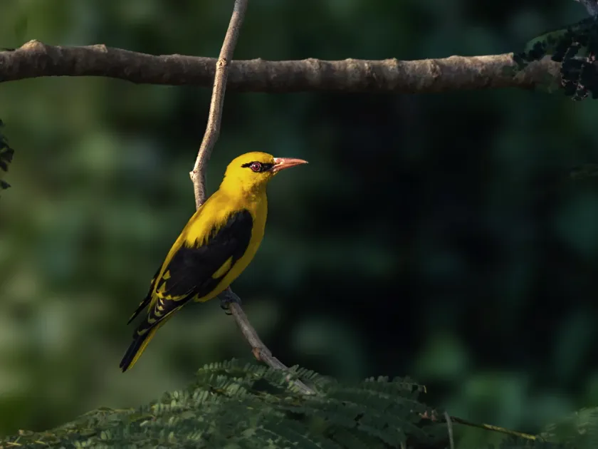 Golden Oriole