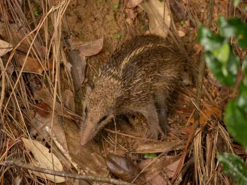 Tenrec