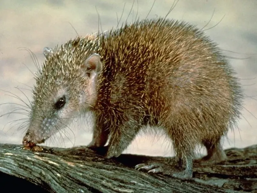 Common tenrec