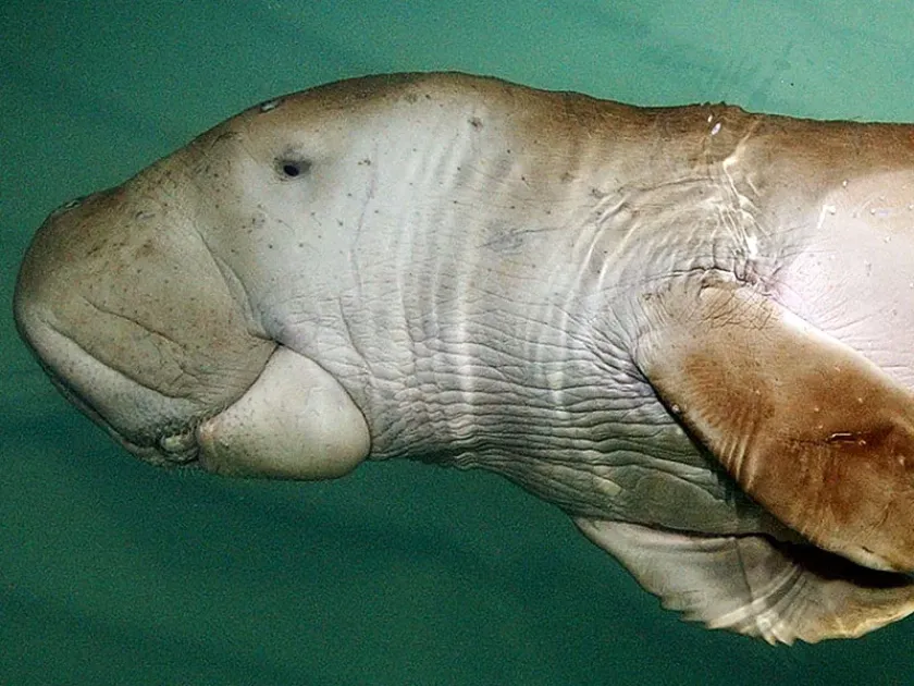 Dugong