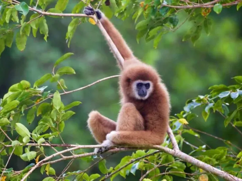 Lar gibbon