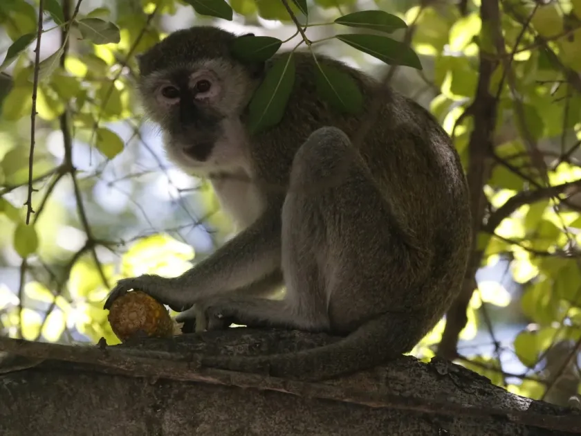 Green monkey
