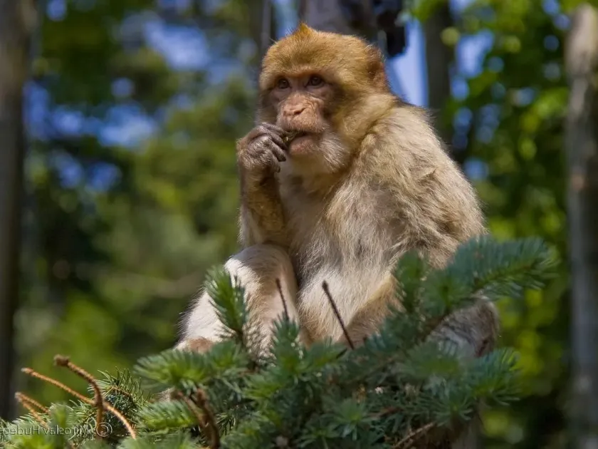 Barbary macaque