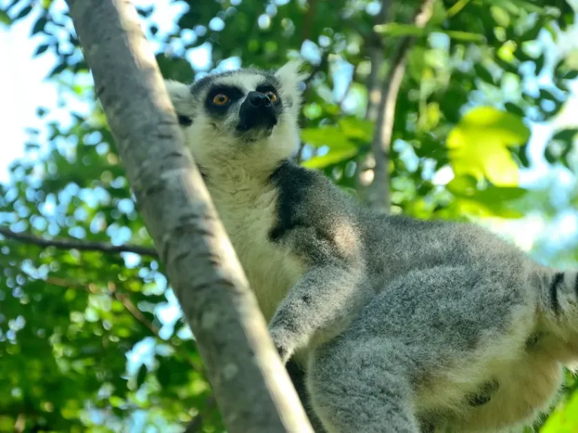 Кошачий лемур