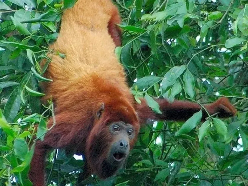 Howler monkeys