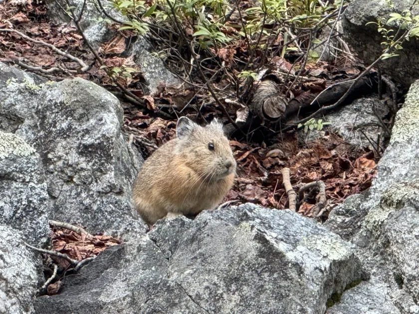 Pika