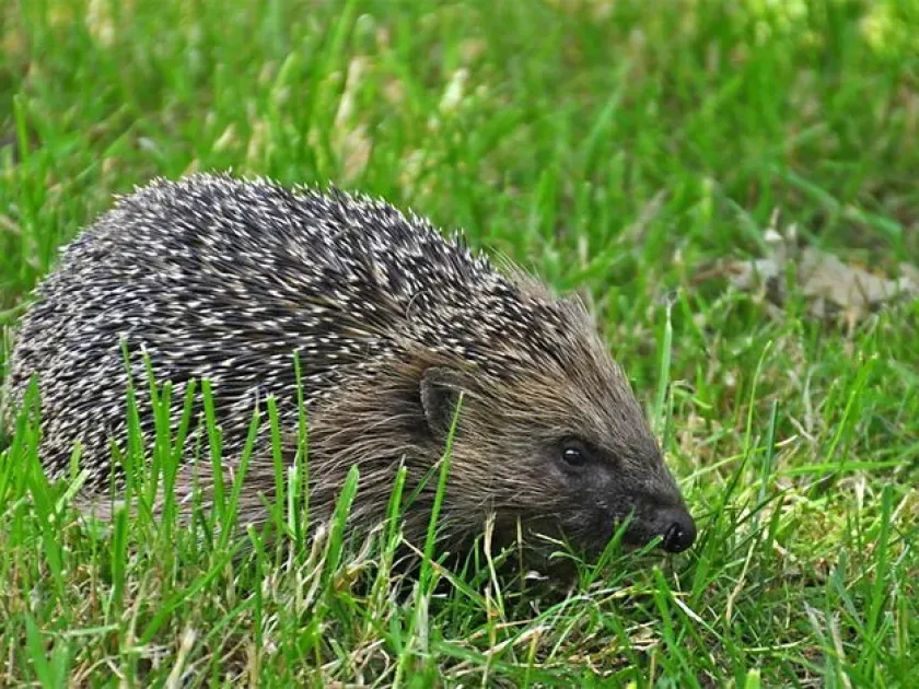 European hedgehog
