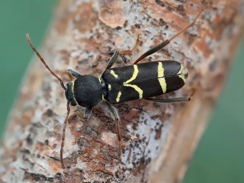 Lama leaf beetle