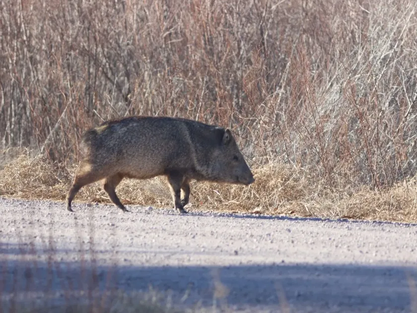 Collared peccary