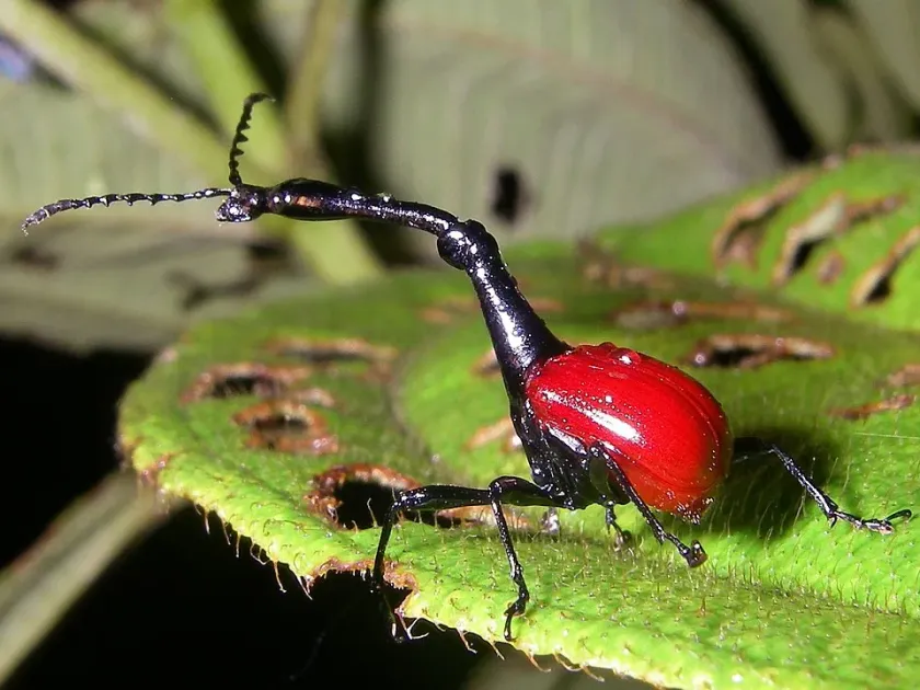 Giraffe weevil