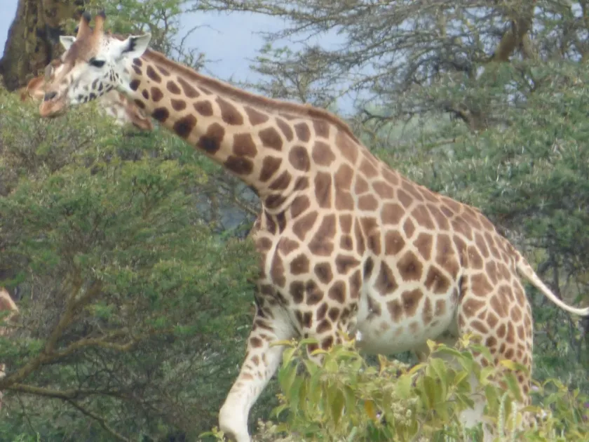 Giraffe