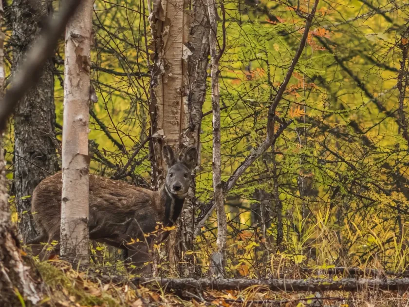 Musk deer