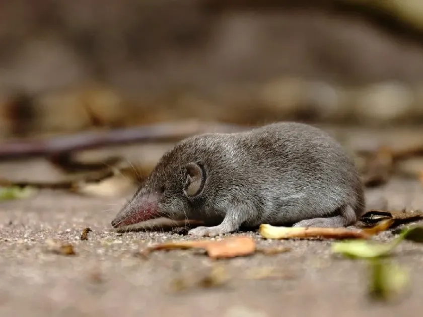 White-toothed shrew