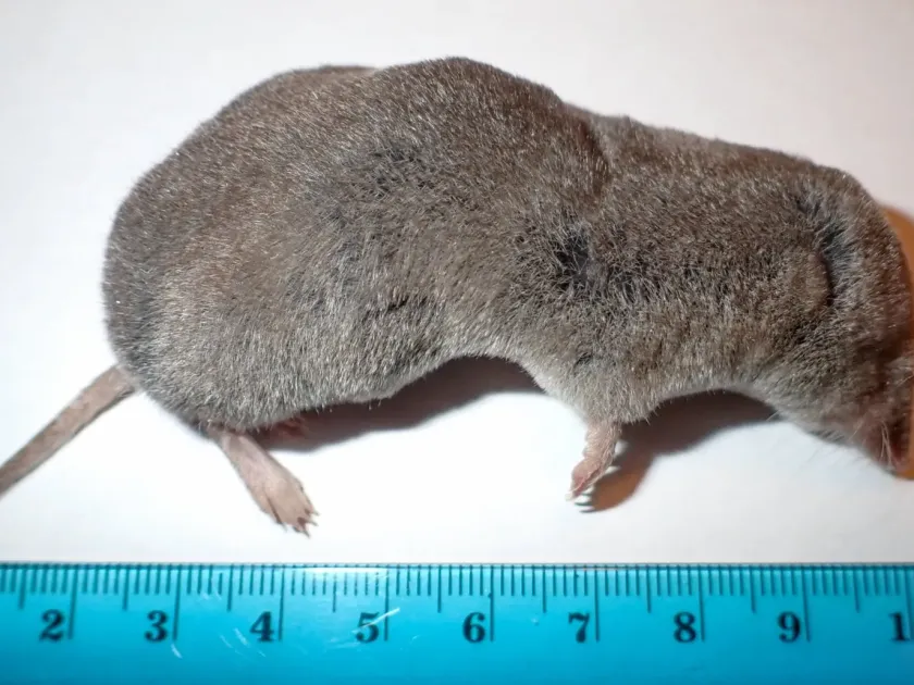 Northern short-tailed shrew