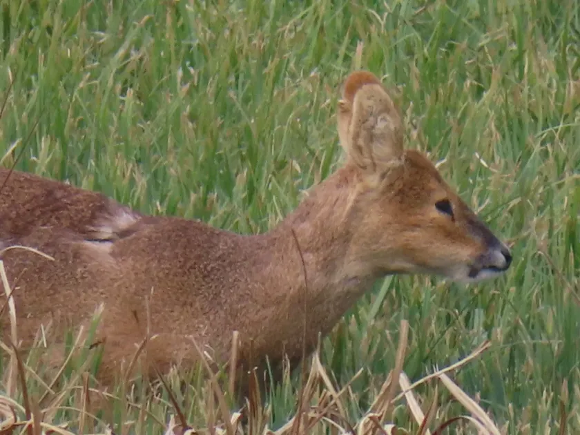 Chinese water deer