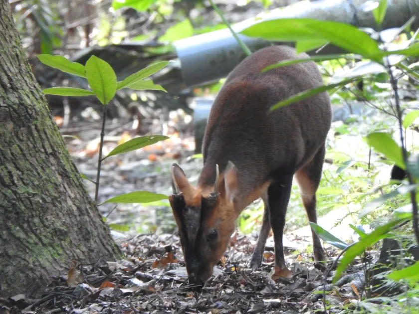 Muntjac