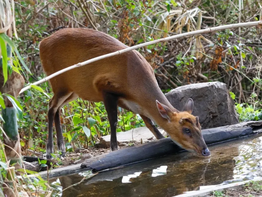 Indian muntjac