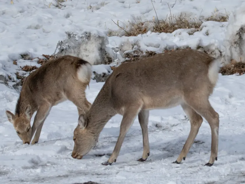 Sika deer