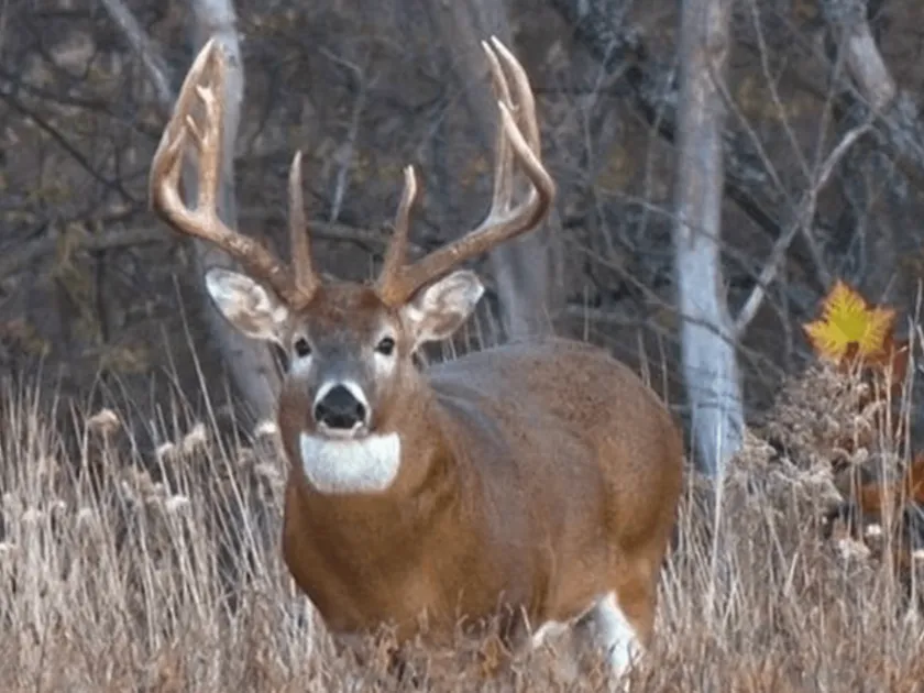 White-tailed deer