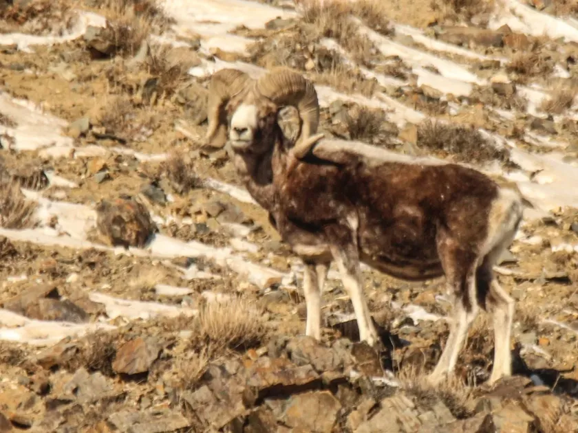 Argali