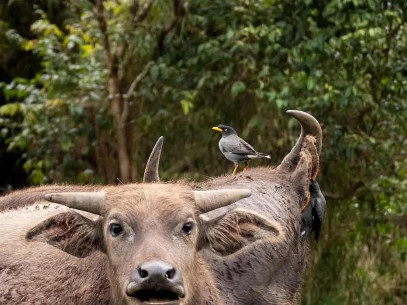 Water buffalo