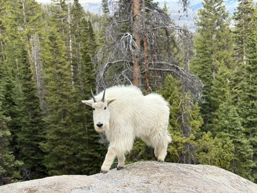 Mountain goat