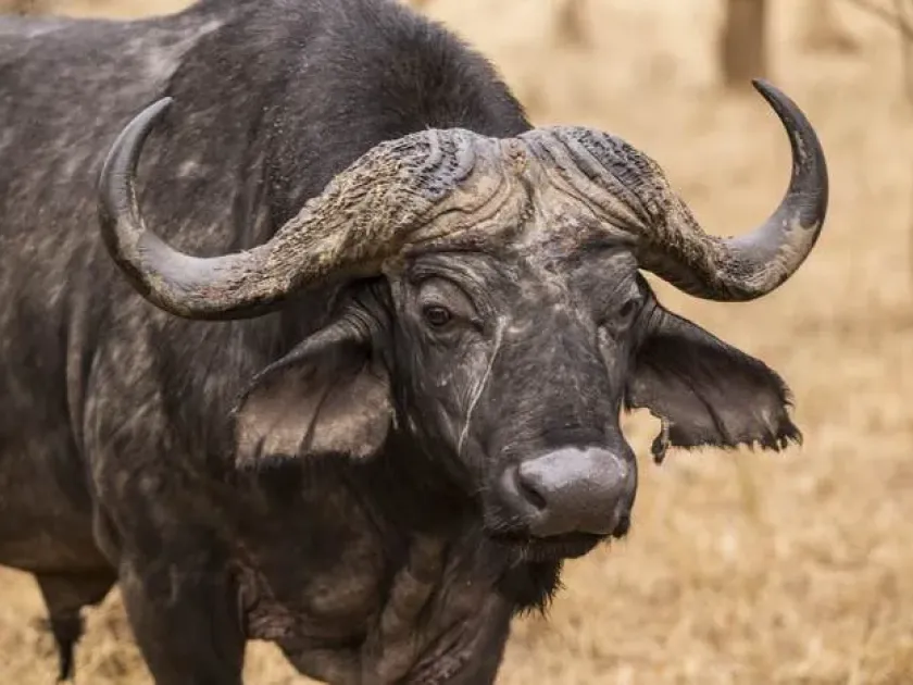 African buffalo