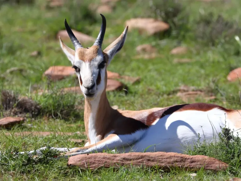 Springbok