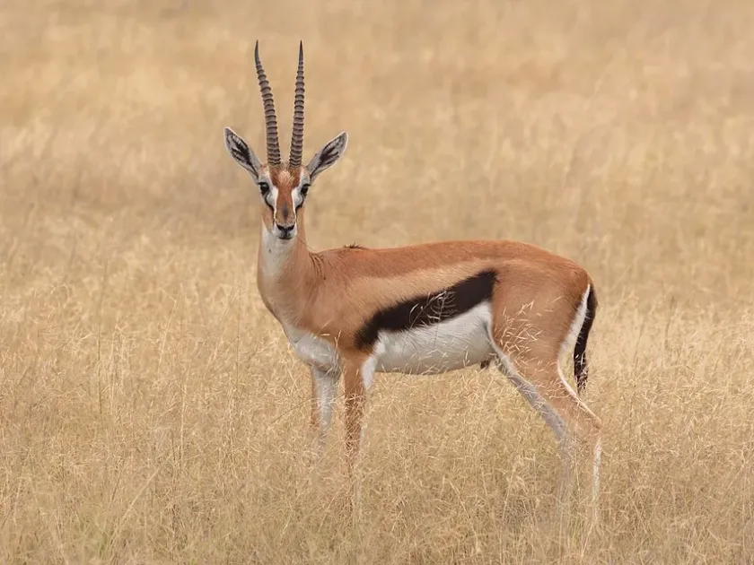 Thomson's gazelle